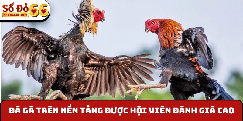 sodo66 20 Đá gà trên nền tảng được hội viên đánh giá cao